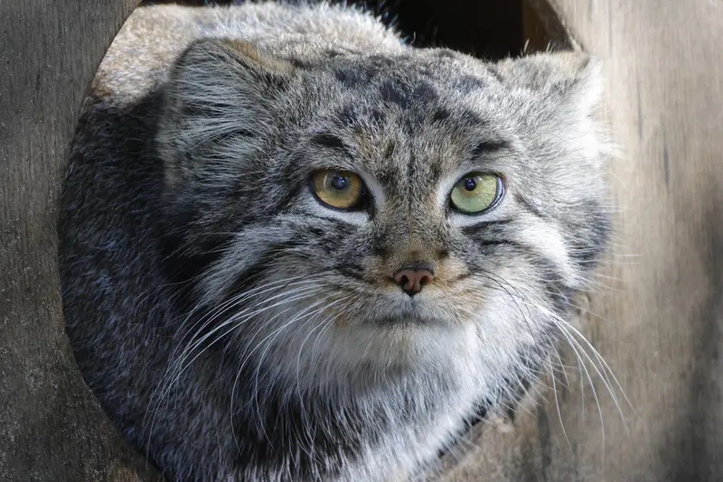 A photograph of Katun in Novosibirsk Zoo