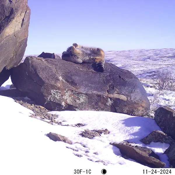 A photograph of Otocolobus manul manul from Koshkar camera trap