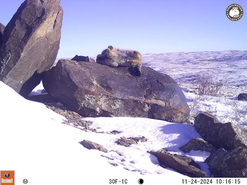 A photograph of Otocolobus manul manul from Koshkar camera trap