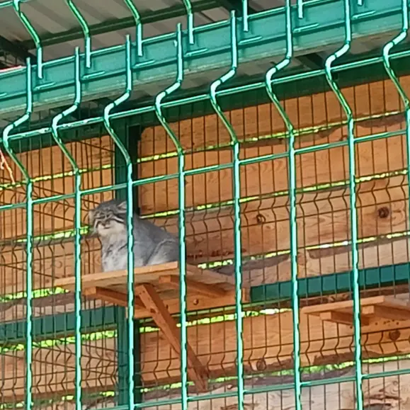 A photograph of Chip in Barnaul zoo “Lesnaya skazka”