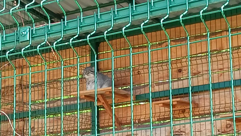 A photograph of Chip in Barnaul zoo “Lesnaya skazka”
