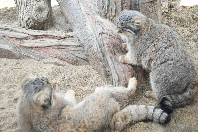 A long-awaited event!