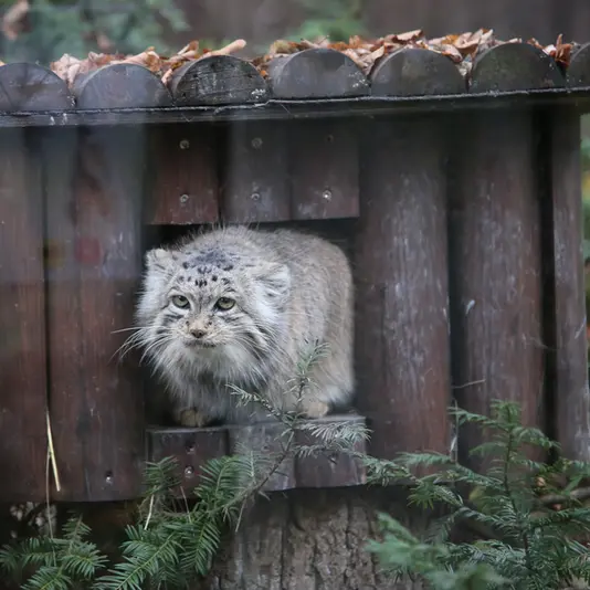 A photograph of Mania in Poznan New Zoo