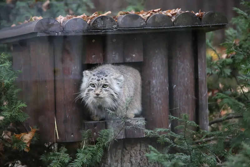 A photograph of Mania in Poznan New Zoo