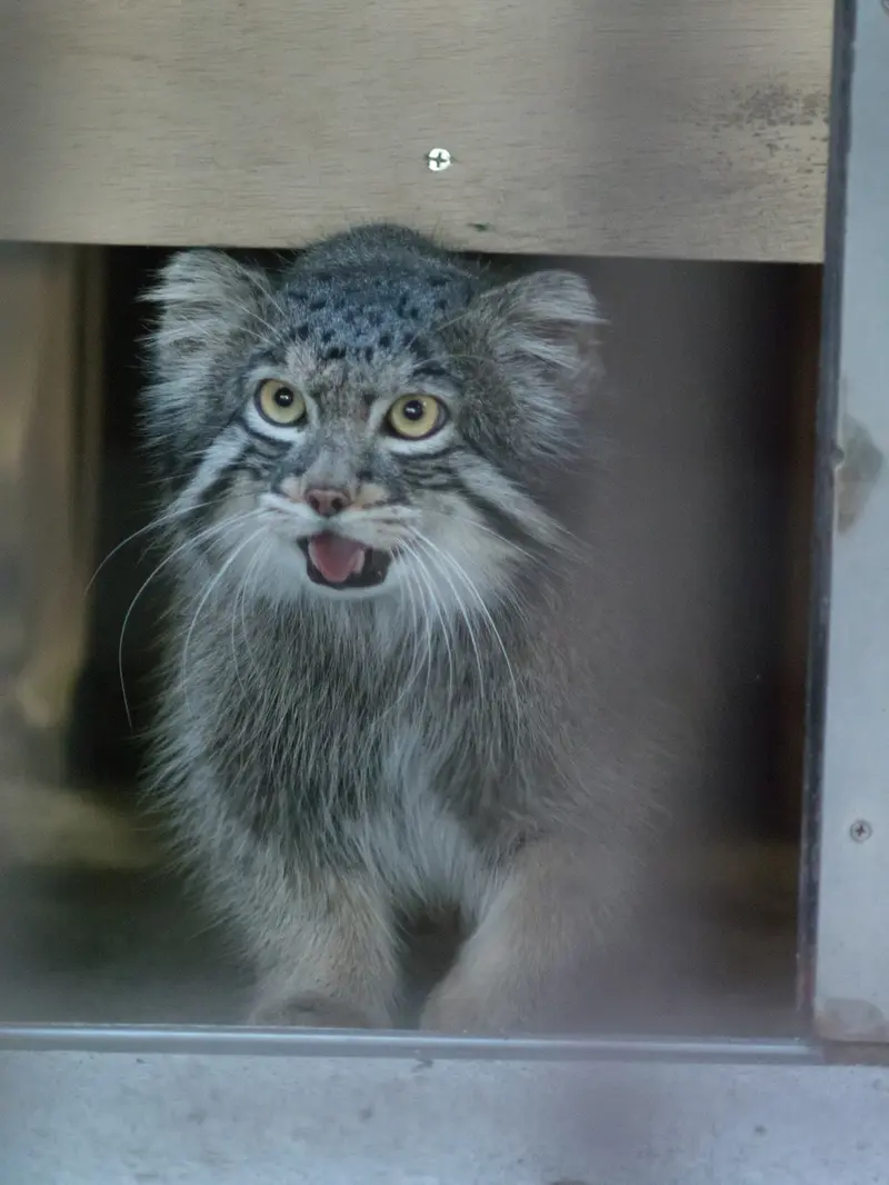 A photograph of Figa in Nogeyama Zoo