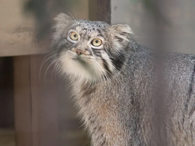 A photograph of Figa in Nogeyama Zoo