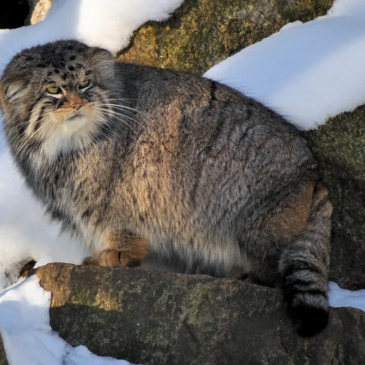 A photograph of Bruce in Görlitz Zoo