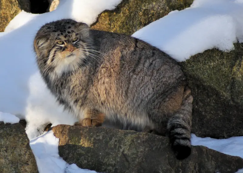 A photograph of Bruce in Görlitz Zoo