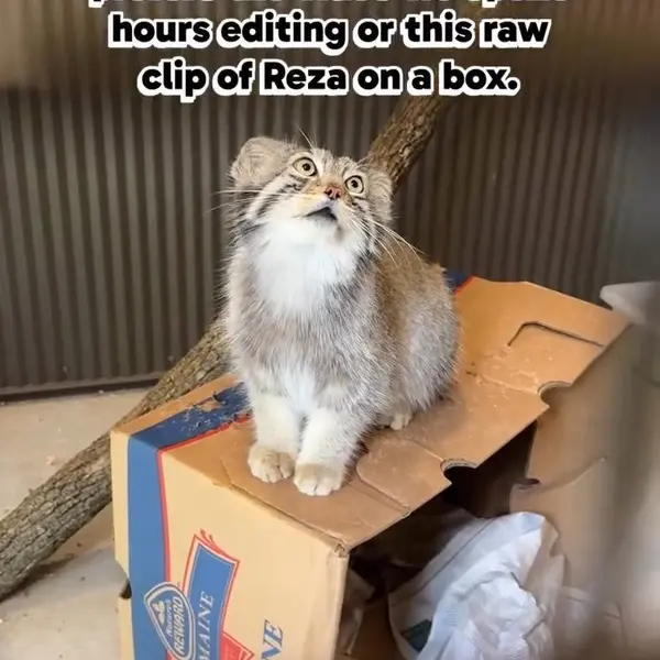 A photograph of a Pallas's cat in Elmwood Park Zoo