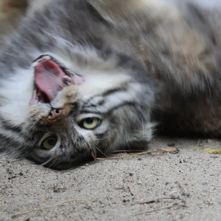 A photograph of a Pallas's cat in Novosibirsk Zoo