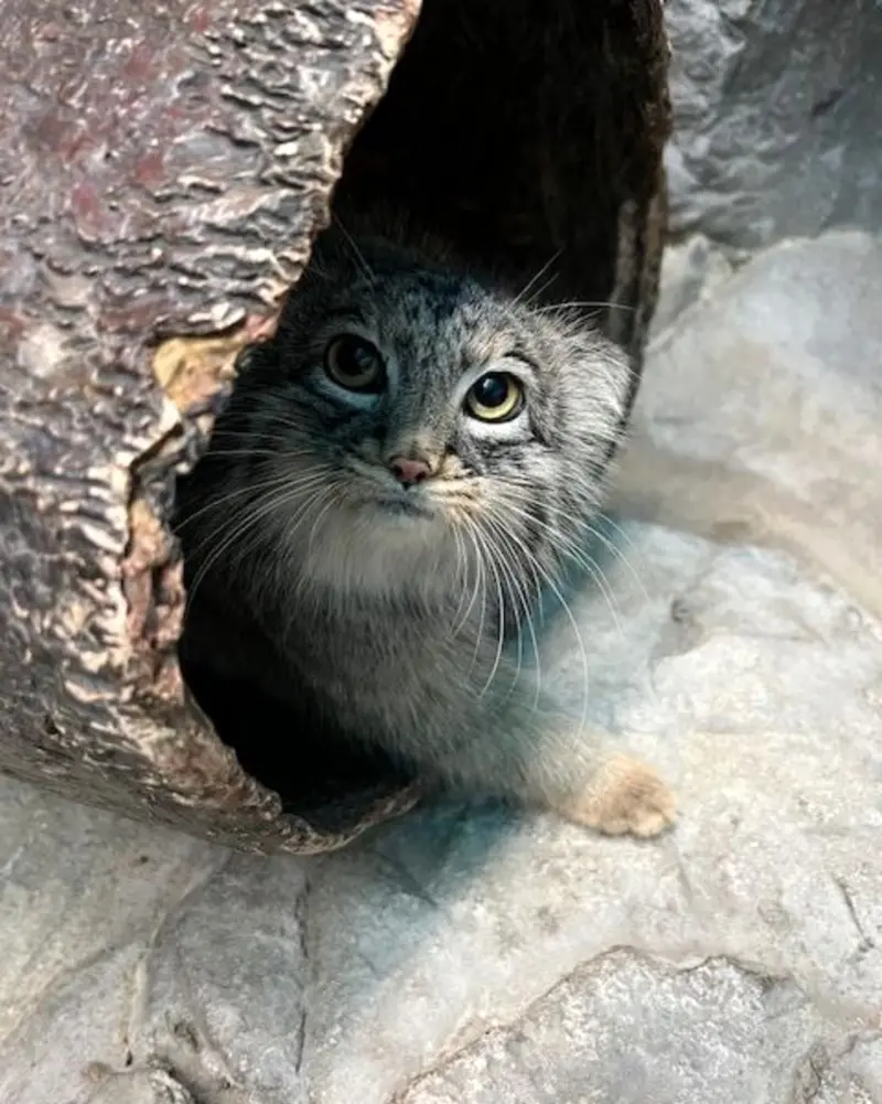A photograph of a Pallas's cat