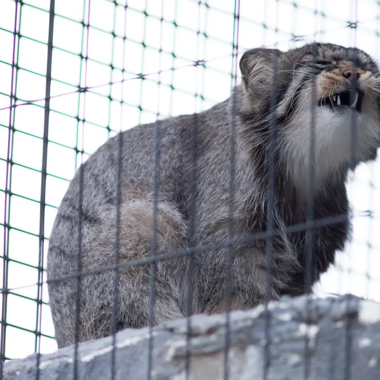 A photograph of Hide in Asahiyama Zoo
