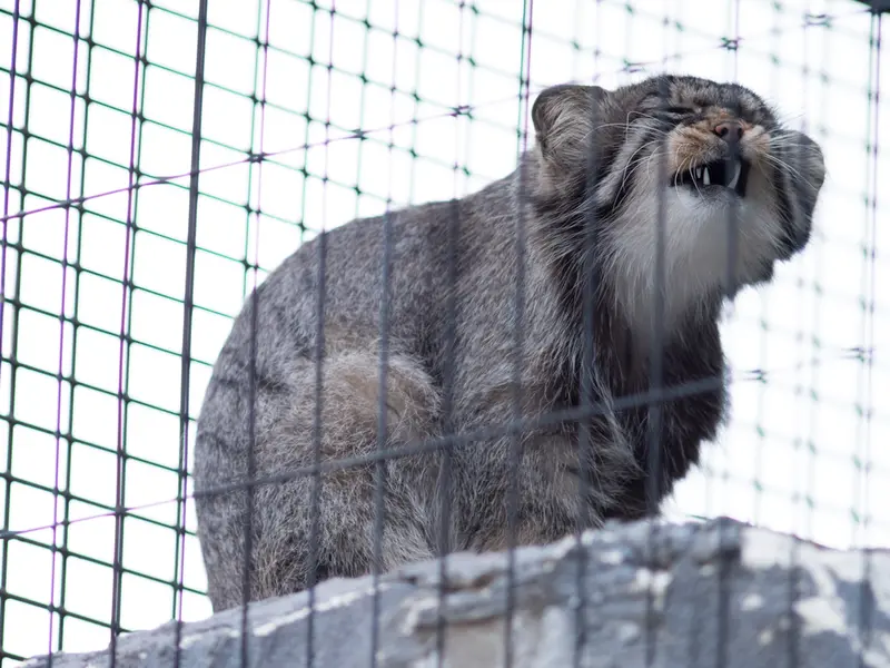 A photograph of Hide in Asahiyama Zoo