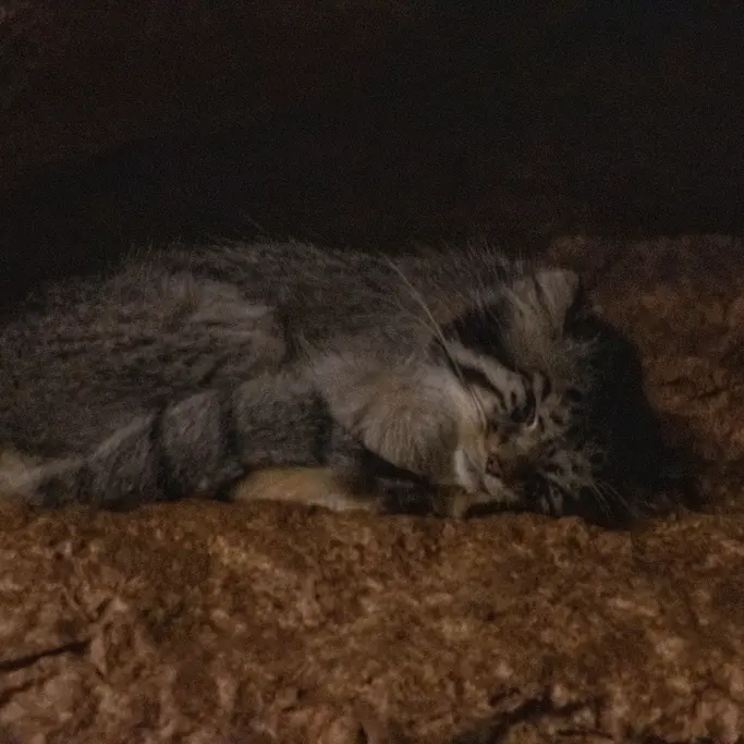 A photograph of Ruby in Brookfield Zoo Chicago