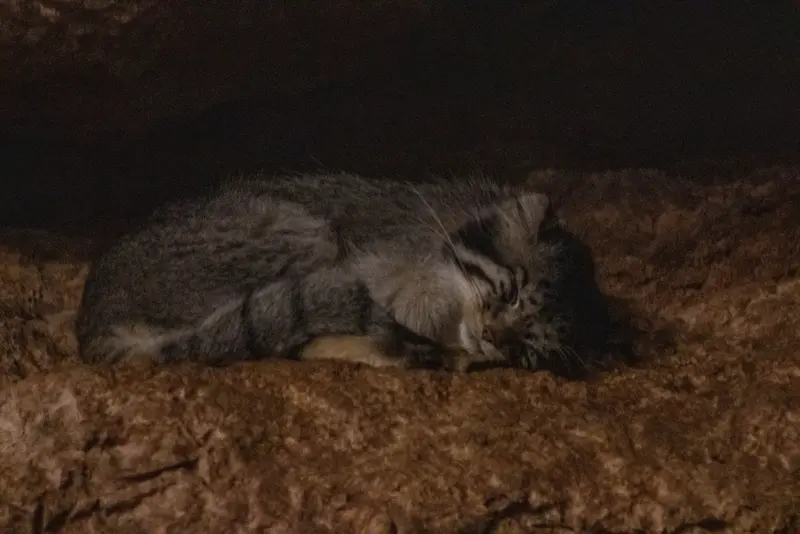 A photograph of Ruby in Brookfield Zoo Chicago