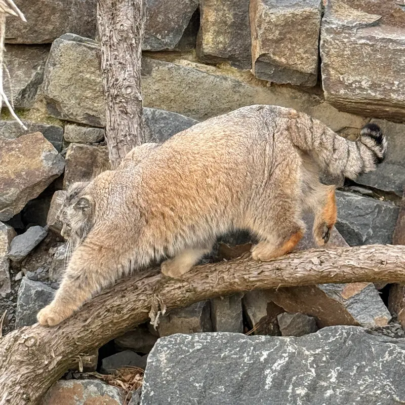 A photograph of Spay in Prague Zoo