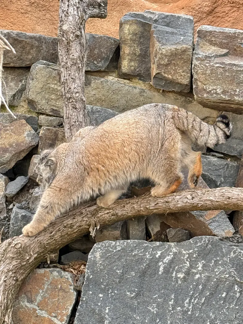A photograph of Spay in Prague Zoo
