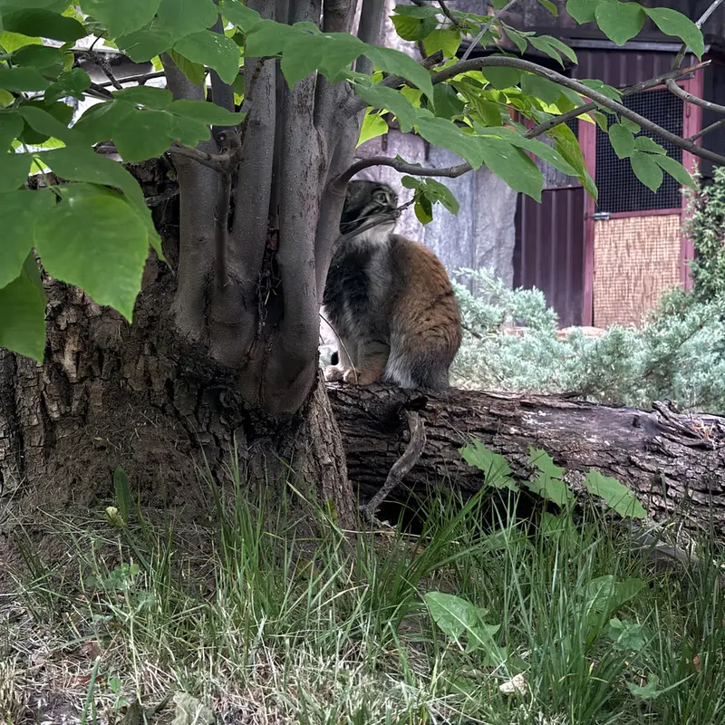 A photograph of Timofey in Moscow zoo