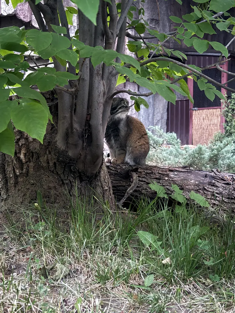 A photograph of Timofey in Moscow zoo