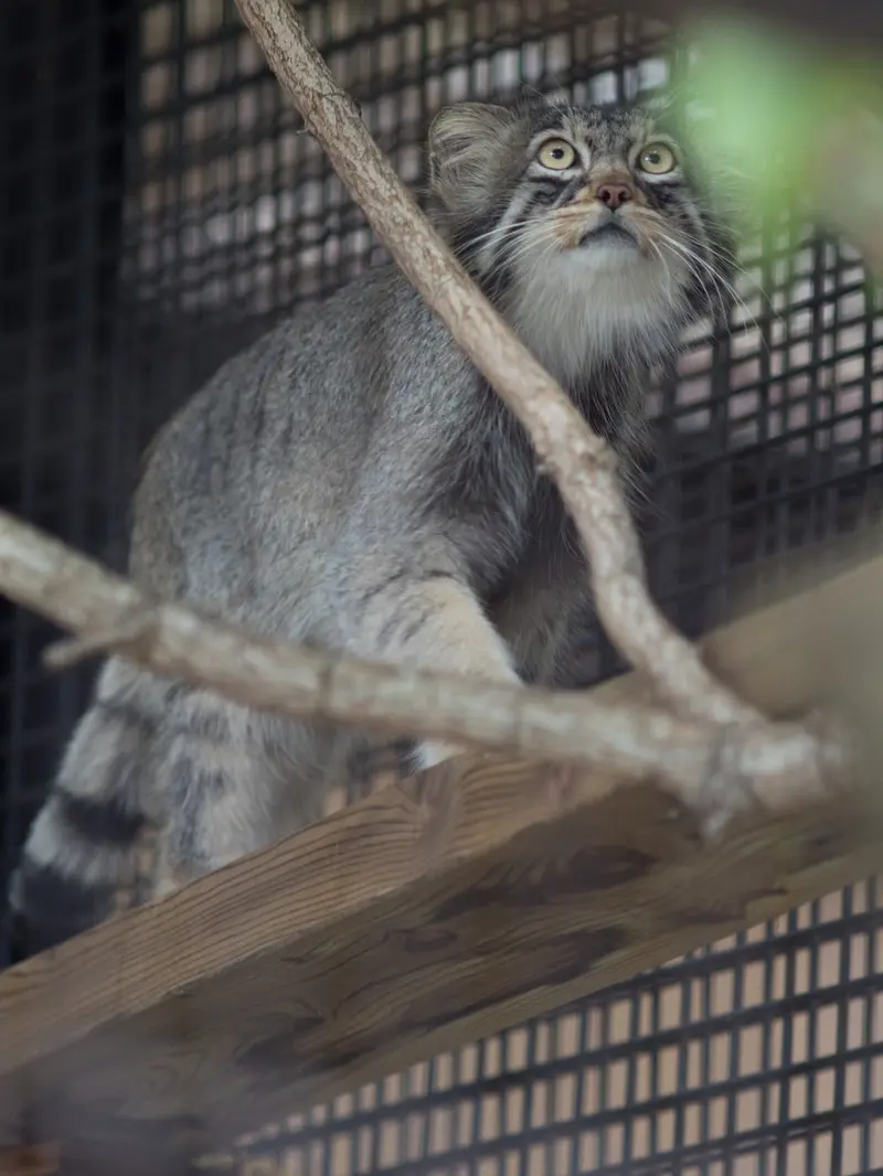 A photograph of Hide in Asahiyama Zoo