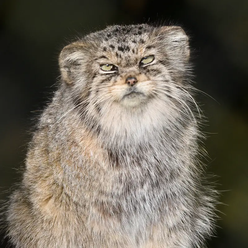 A photograph of Jochi in Howletts Wild Animal Park