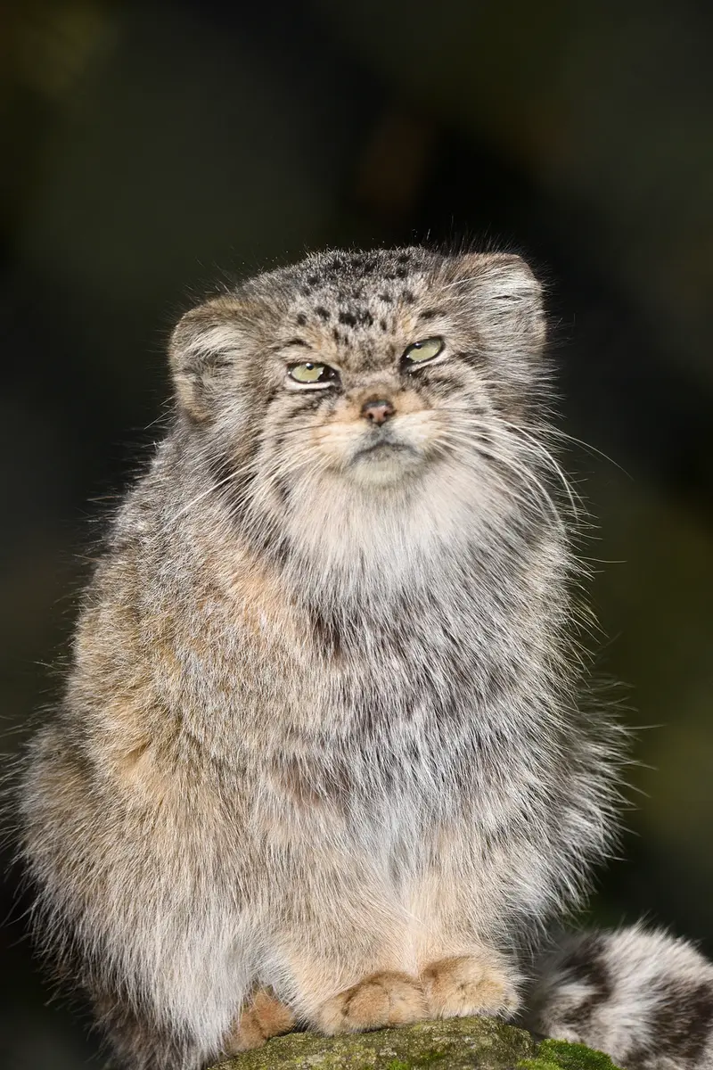 A photograph of Jochi in Howletts Wild Animal Park