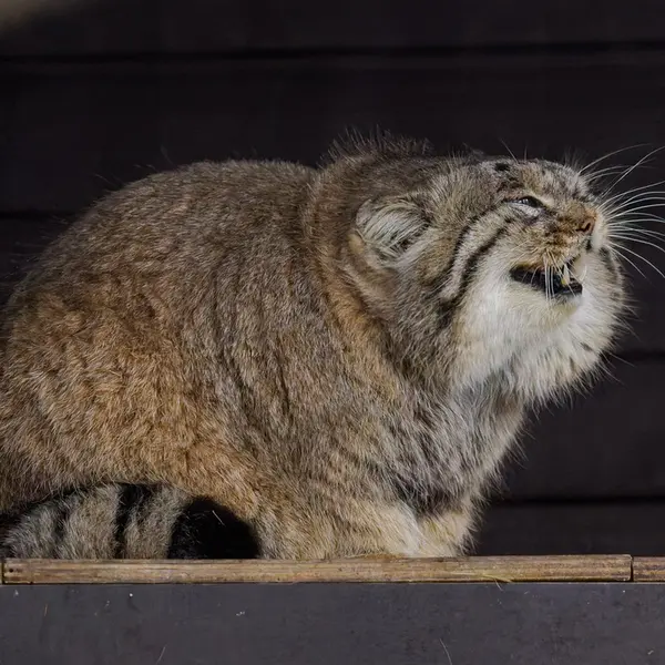 A photograph of Muztau in Brno Zoo