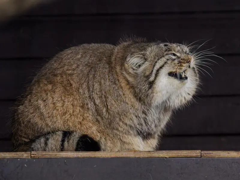 A photograph of Muztau in Brno Zoo