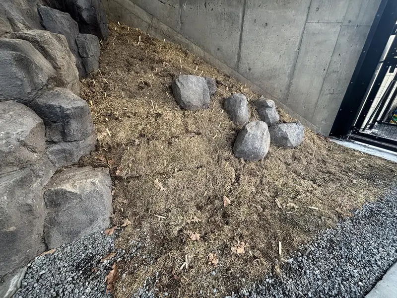 A photograph of a Pallas's cat in Asahiyama Zoo