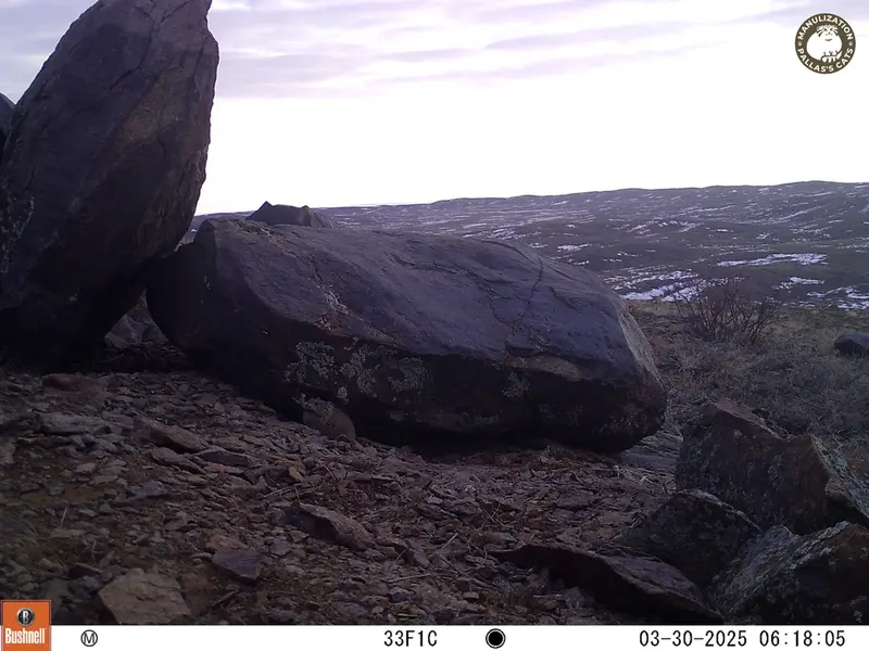 A photograph of Kazakh pika from Koshkar camera trap