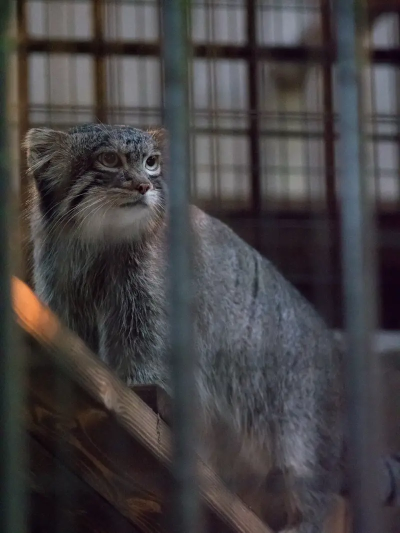 A photograph of Figa in Nogeyama Zoo