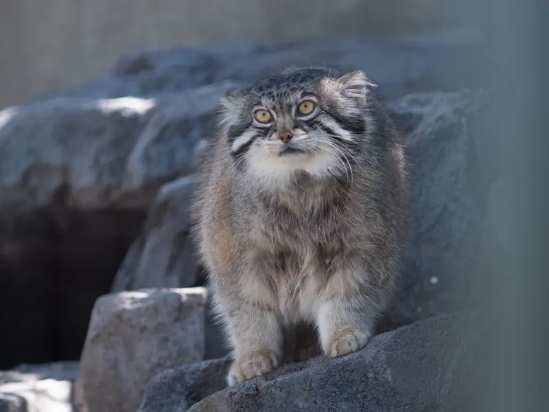 A photograph of Grusha in Asahiyama Zoo