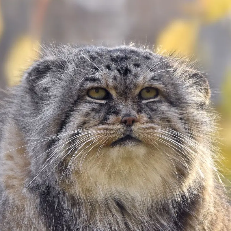 Maituk the Pallas's cat from Lumigny Safari Reserve