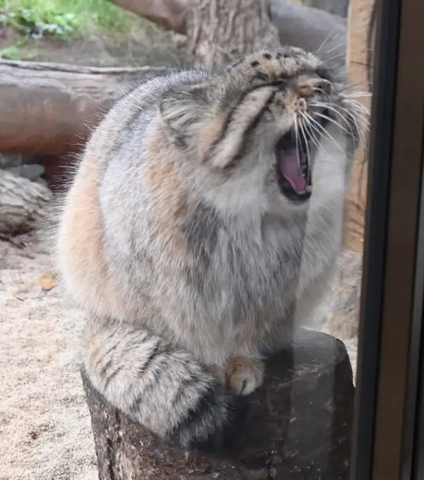 A photograph of Bor in Nasu Animal Kingdom