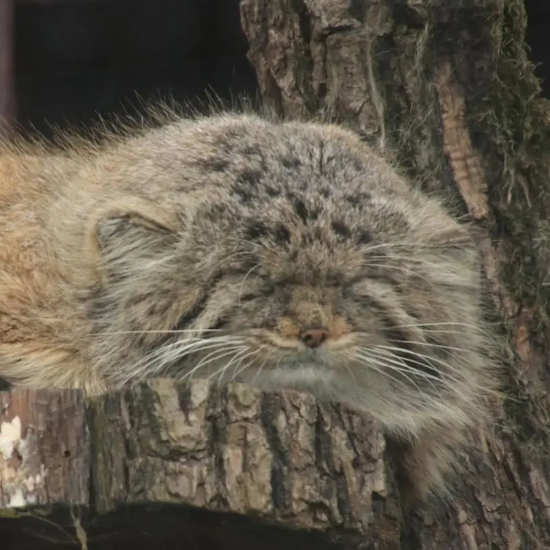 A photograph of Muztau in Brno Zoo