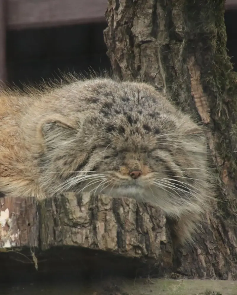 A photograph of Muztau in Brno Zoo