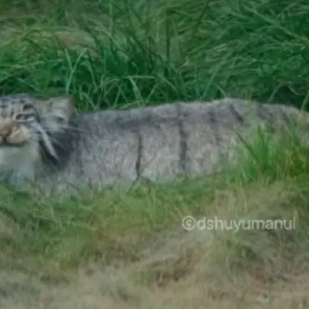 A photograph of Fangfang in Qushui Zoo