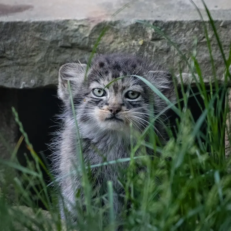 A photograph of a Pallas's cat in Port Lympne Wild Animal Park
