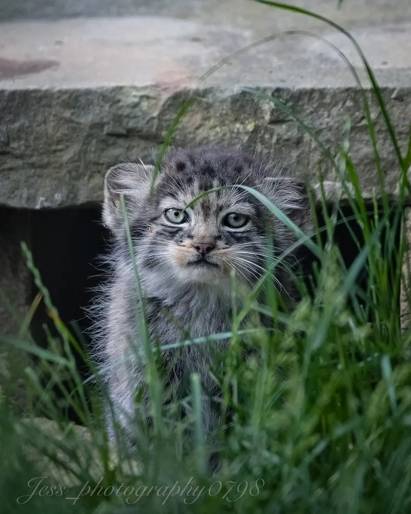 A photograph of a Pallas's cat in Port Lympne Wild Animal Park