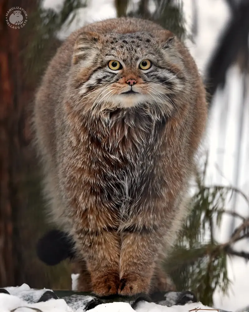 Manul of the day