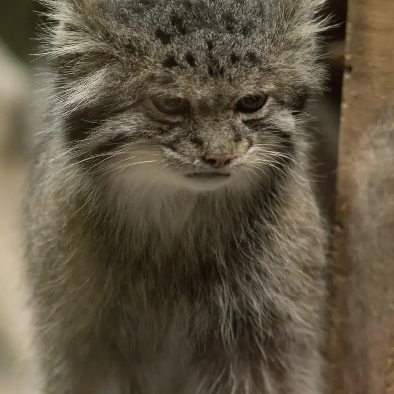 A photograph of Klyon in Ueno Zoological Gardens
