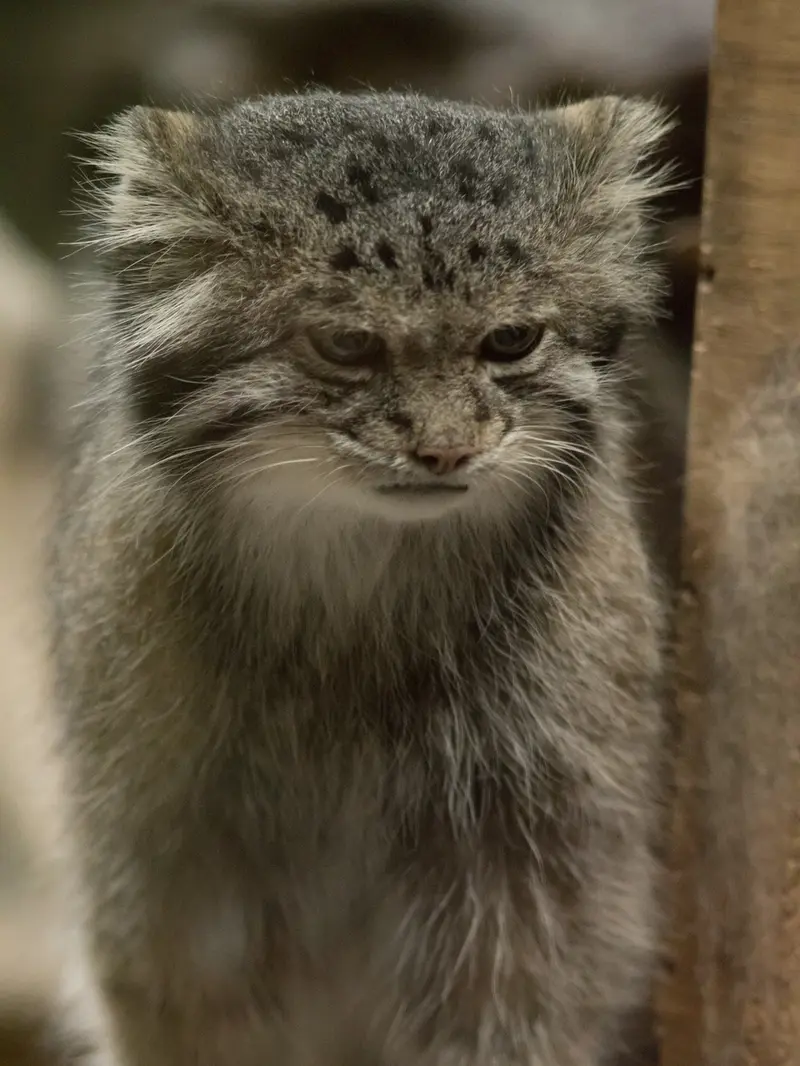 A photograph of Klyon in Ueno Zoological Gardens