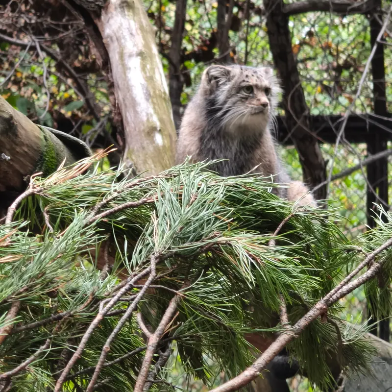 A photograph of Mia in Novosibirsk Zoo