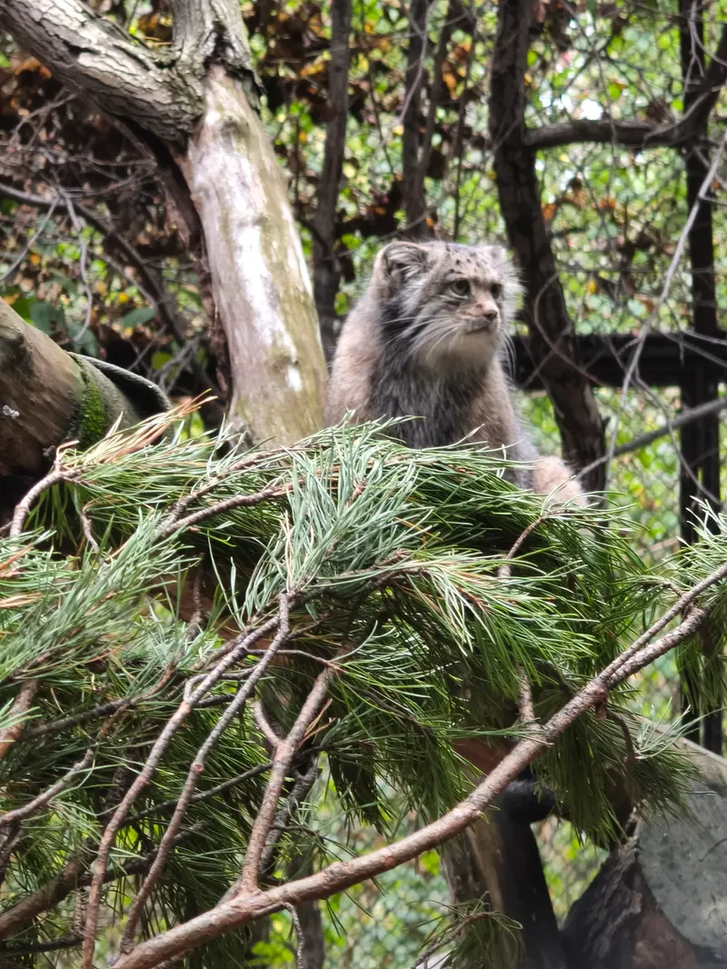 A photograph of Mia in Novosibirsk Zoo
