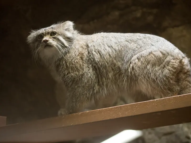 A photograph of Klyon in Ueno Zoological Gardens