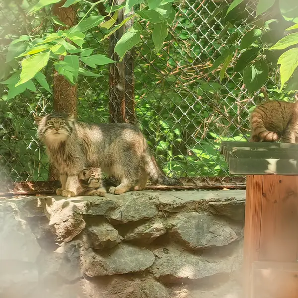 A photograph of Mia in Novosibirsk Zoo