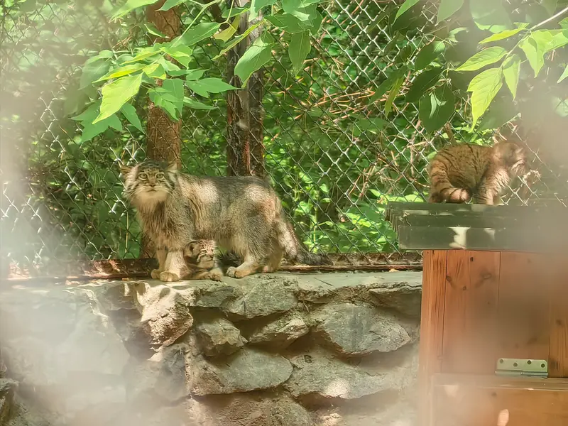 A photograph of Mia, Kitten of Mia b.2025 Ⅰ, and Kitten of Mia b.2025 Ⅱ in Novosibirsk Zoo
