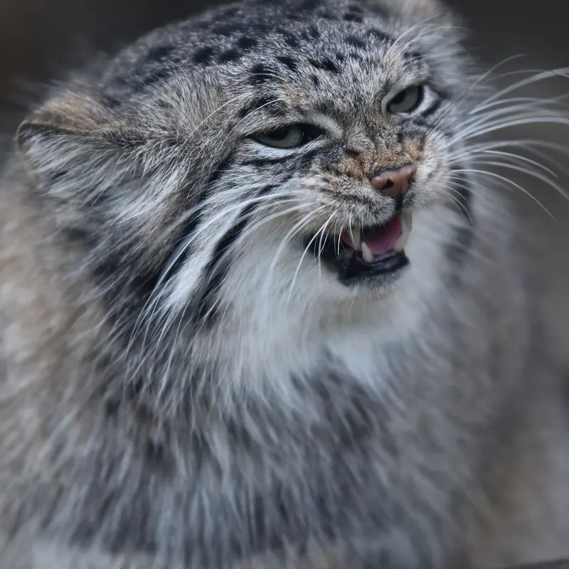 A photograph of Az in Kobe Animal Kingdom