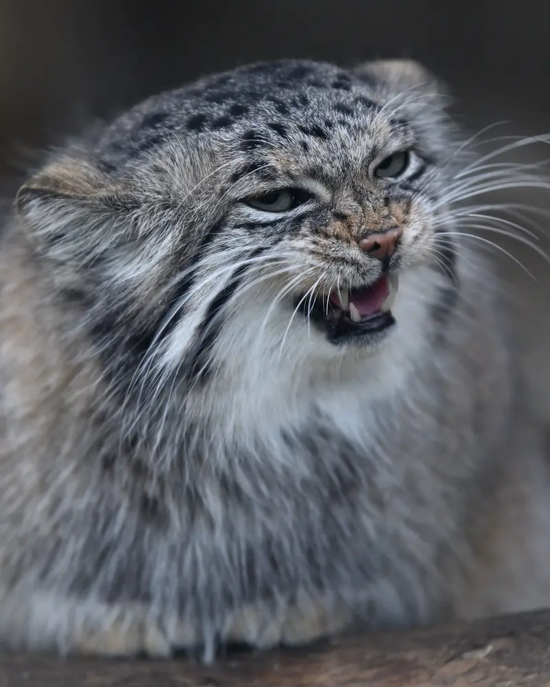 A photograph of Az in Kobe Animal Kingdom