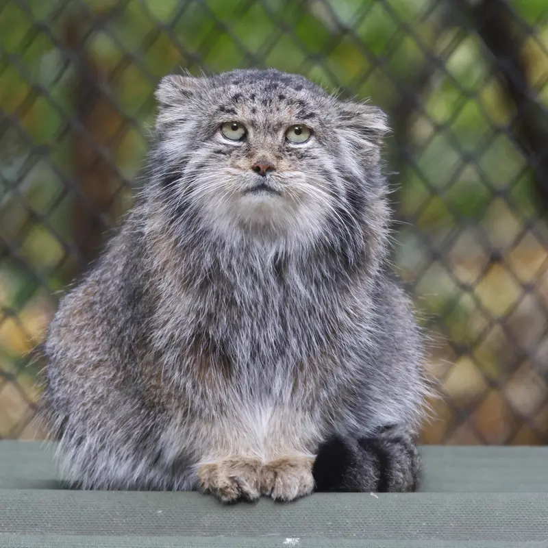 A photograph of Mia in Novosibirsk Zoo